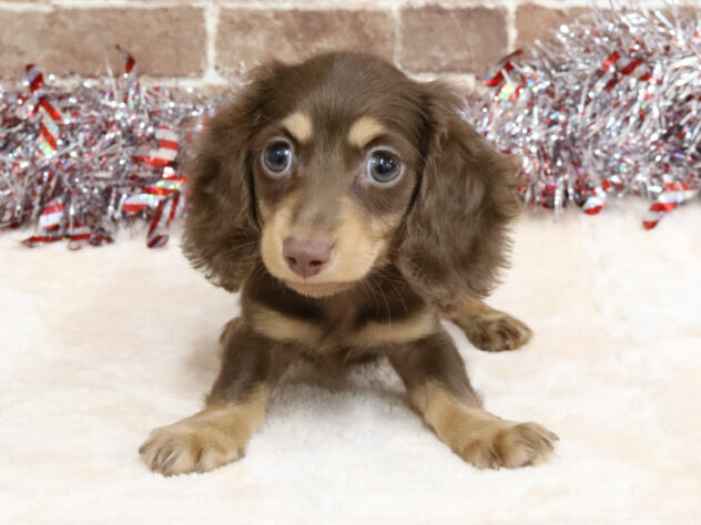 広島県のミニチュアダックスフンド(ロング) (アミーゴ西条店/2025年12月3日生まれ/男の子/チョコレートイエロー)の子犬の1枚目の画像