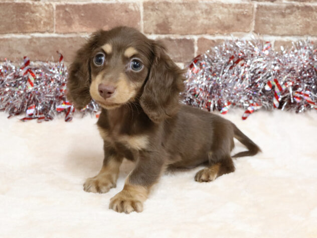 広島県のミニチュアダックスフンド(ロング) (アミーゴ西条店/2025年12月3日生まれ/男の子/チョコレートイエロー)の子犬の2枚目の画像