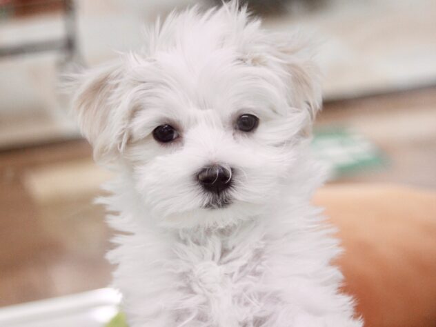 愛媛県のマルチーズ (アミーゴ新居浜店/2025年11月9日生まれ/男の子/ホワイト)の子犬の1枚目の画像