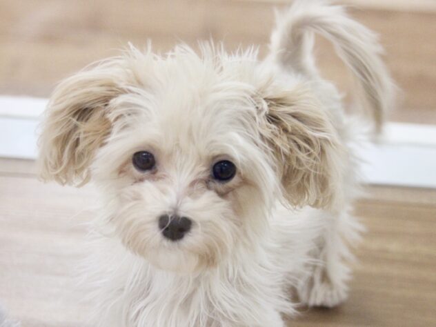 愛媛県のハーフ犬・ミックス犬 (アミーゴ新居浜店/2025年9月6日生まれ/男の子/クリーム)の子犬の1枚目の画像