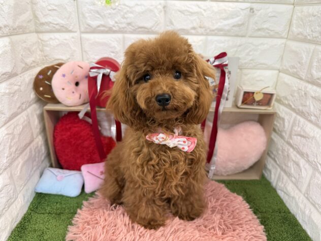兵庫県のトイプードル(トイ) (ワンキャラット アミーゴ姫路花田店/2025年7月3日生まれ/女の子/レッドフォーン)の子犬