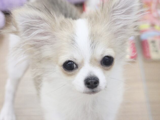 愛媛県のチワワ(ロング) (アミーゴ新居浜店/2025年8月26日生まれ/男の子/レッドホワイト)の子犬の1枚目の画像