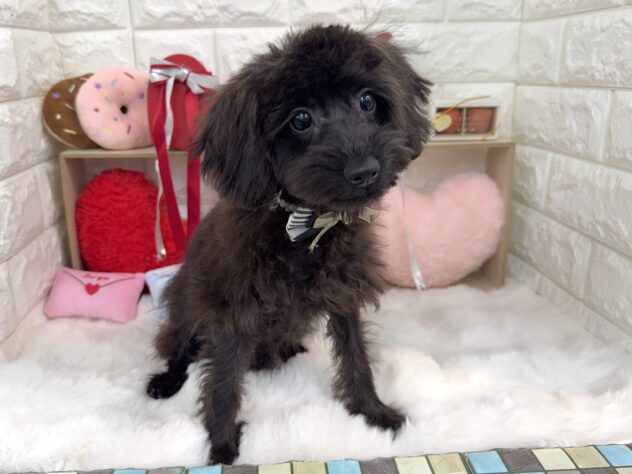 兵庫県のハーフ犬・ミックス犬 (ワンキャラット アミーゴ姫路花田店/2025年10月1日生まれ/男の子/ブラック)の子犬の1枚目の画像