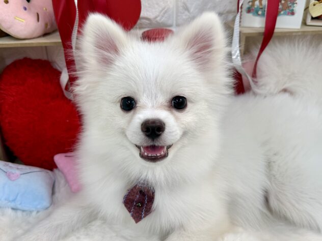 兵庫県のポメラニアン (ワンキャラット アミーゴ姫路花田店/2025年8月20日生まれ/男の子/クリーム)の子犬の1枚目の画像