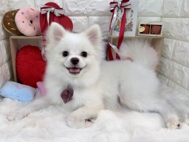 兵庫県のポメラニアン (ワンキャラット アミーゴ姫路花田店/2025年8月20日生まれ/男の子/クリーム)の子犬の2枚目の画像