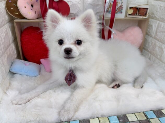 兵庫県のポメラニアン (ワンキャラット アミーゴ姫路花田店/2025年8月20日生まれ/男の子/クリーム)の子犬の4枚目の画像