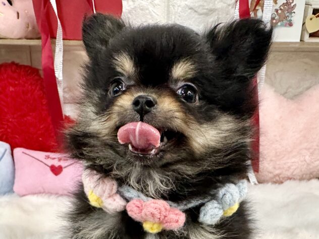 兵庫県のハーフ犬・ミックス犬 (ワンキャラット アミーゴ姫路花田店/2025年12月23日生まれ/女の子/ブラックタン)の子犬の1枚目の画像