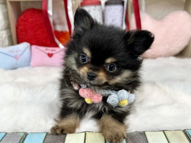 兵庫県のハーフ犬・ミックス犬 (ワンキャラット アミーゴ姫路花田店/2025年12月23日生まれ/女の子/ブラックタン)の子犬の2枚目の画像