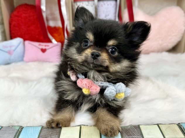 兵庫県のハーフ犬・ミックス犬 (ワンキャラット アミーゴ姫路花田店/2025年12月23日生まれ/女の子/ブラックタン)の子犬の3枚目の画像