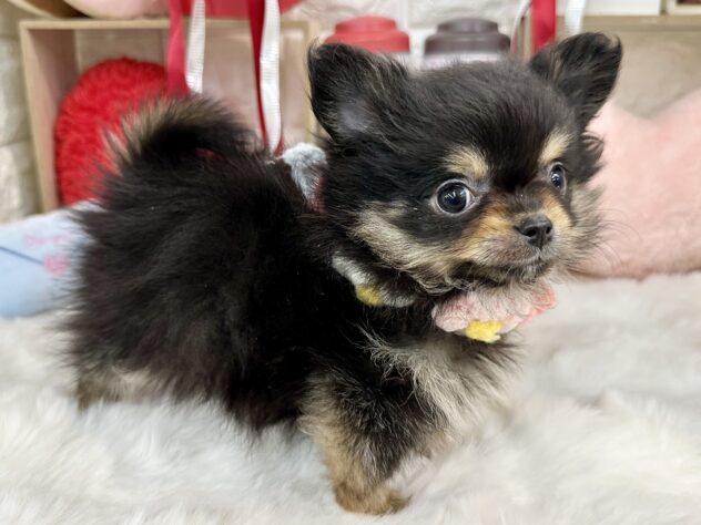 兵庫県のハーフ犬・ミックス犬 (ワンキャラット アミーゴ姫路花田店/2025年12月23日生まれ/女の子/ブラックタン)の子犬の4枚目の画像