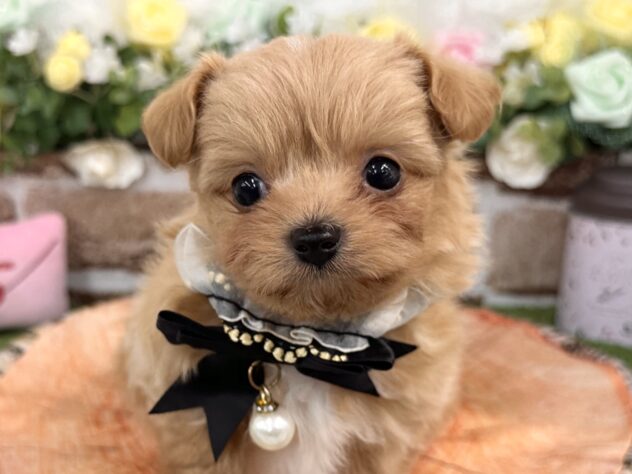 兵庫県のハーフ犬・ミックス犬 (ワンキャラット アミーゴ姫路花田店/2025年12月18日生まれ/男の子/アプリコット)の子犬の1枚目の画像