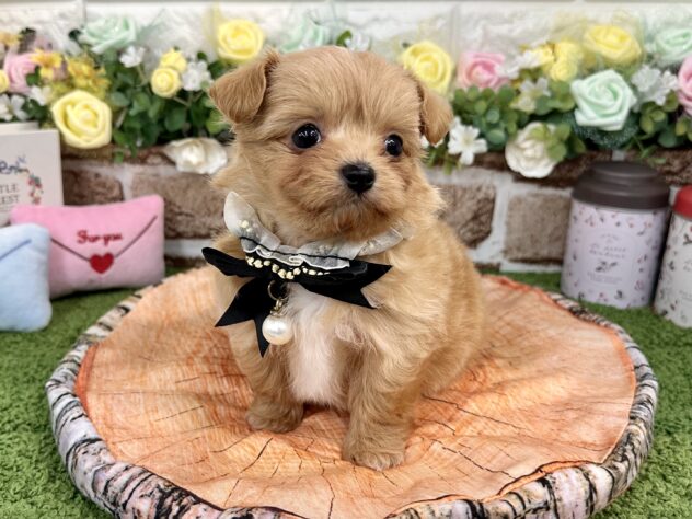 兵庫県のハーフ犬・ミックス犬 (ワンキャラット アミーゴ姫路花田店/2025年12月18日生まれ/男の子/アプリコット)の子犬の3枚目の画像