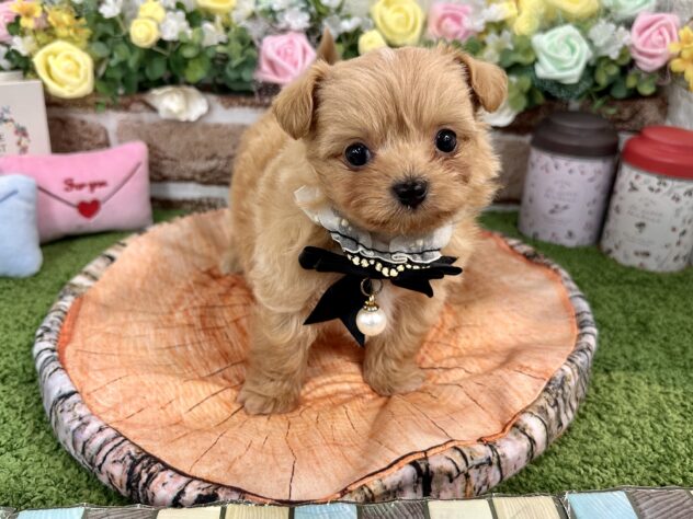 兵庫県のハーフ犬・ミックス犬 (ワンキャラット アミーゴ姫路花田店/2025年12月18日生まれ/男の子/アプリコット)の子犬の2枚目の画像