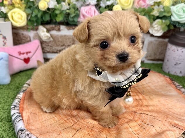 兵庫県のハーフ犬・ミックス犬 (ワンキャラット アミーゴ姫路花田店/2025年12月18日生まれ/男の子/アプリコット)の子犬の4枚目の画像