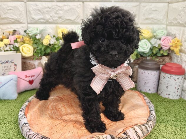 兵庫県のトイプードル(トイ) (ワンキャラット アミーゴ姫路花田店/2025年12月30日生まれ/女の子/ブラック)の子犬の2枚目の画像