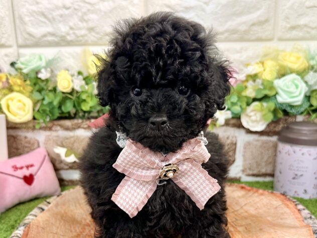 兵庫県のトイプードル(トイ) (ワンキャラット アミーゴ姫路花田店/2025年12月30日生まれ/女の子/ブラック)の子犬の1枚目の画像