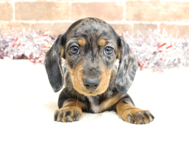 広島県のミニチュアダックスフンド(ロング) (アミーゴ西条店/2025年12月8日生まれ/女の子/シルバーダップル)の子犬