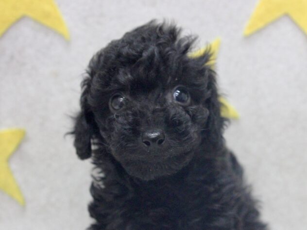 2025年12月8日生まれのトイプードル(トイ)