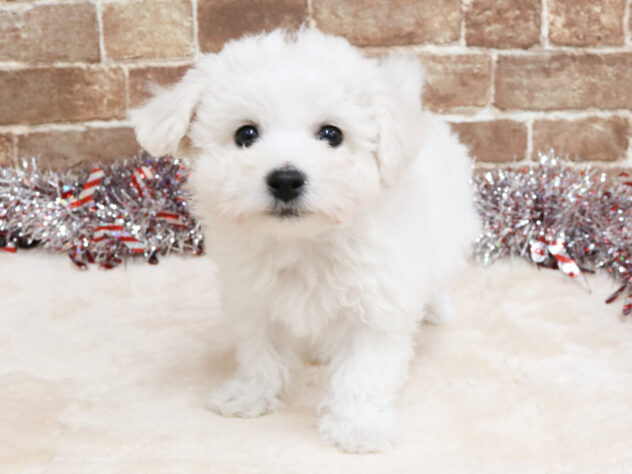 広島県のビションフリーゼ (アミーゴ西条店/2025年12月7日生まれ/男の子/ホワイト)の子犬