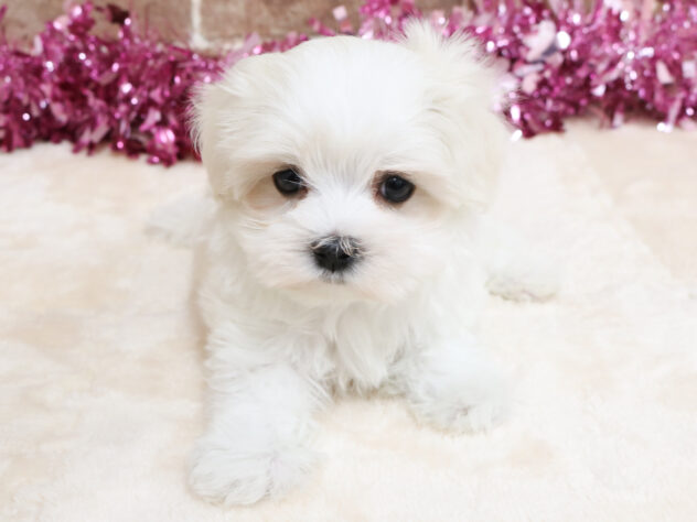 広島県のマルチーズ (アミーゴ西条店/2025年12月17日生まれ/男の子/ホワイト)の子犬の1枚目の画像