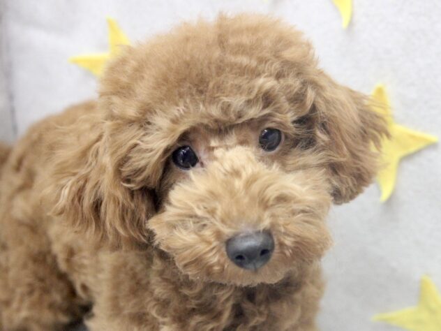 2025年7月24日生まれのトイプードル(トイ)