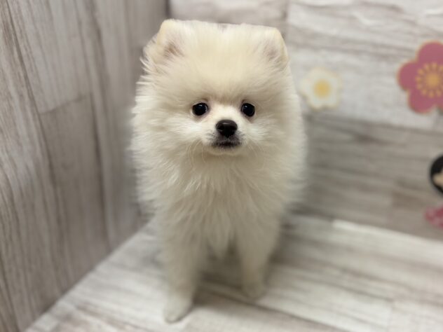 岩手県のポメラニアン (アミーゴ一関店/2025年12月4日生まれ/男の子/クリーム)の子犬