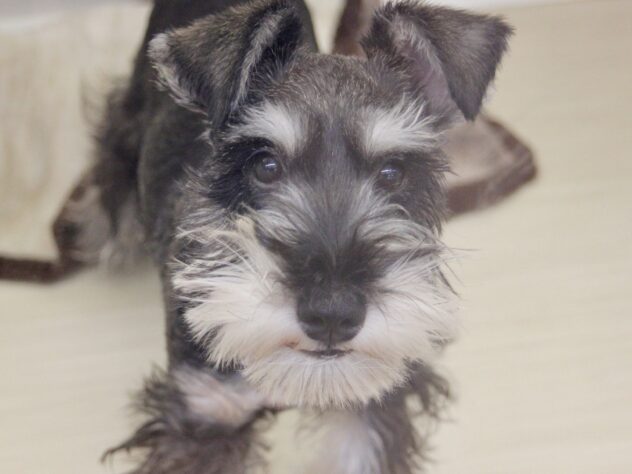 愛媛県のミニチュアシュナウザー (アミーゴ新居浜店/2025年9月14日生まれ/男の子/ソルトペッパー)の子犬の1枚目の画像