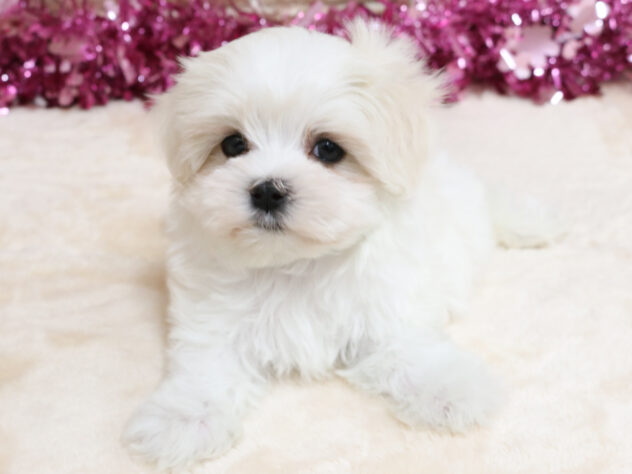 広島県のマルチーズ (アミーゴ西条店/2025年12月17日生まれ/男の子/ホワイト)の子犬の2枚目の画像