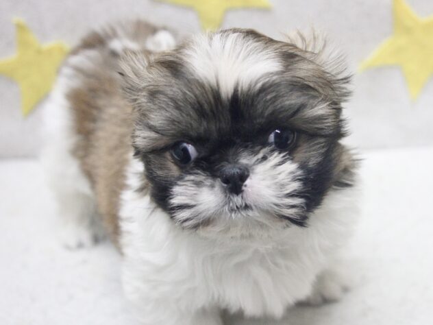 愛媛県のハーフ犬・ミックス犬 (アミーゴ新居浜店/2025年12月14日生まれ/女の子/ホワイトゴールド)の子犬