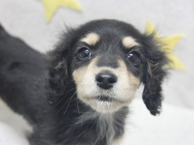 愛媛県のミニチュアダックスフンド(ロング) (アミーゴ新居浜店/2025年11月29日生まれ/女の子/ブラックイエロー)の子犬