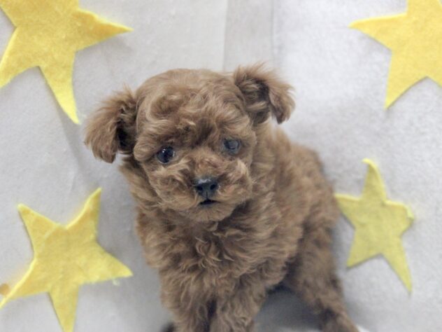 愛媛県のトイプードル(トイ) (アミーゴ新居浜店/2025年12月22日生まれ/女の子/レッドフォーン)の子犬の2枚目の画像