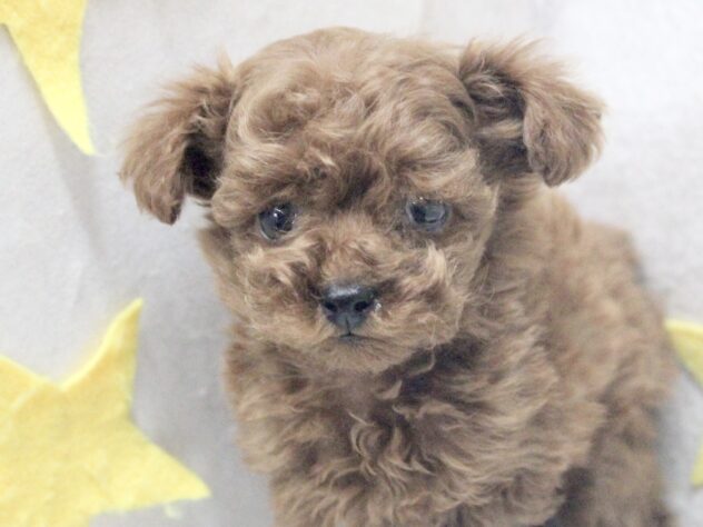 愛媛県のトイプードル(トイ) (アミーゴ新居浜店/2025年12月22日生まれ/女の子/レッドフォーン)の子犬の1枚目の画像