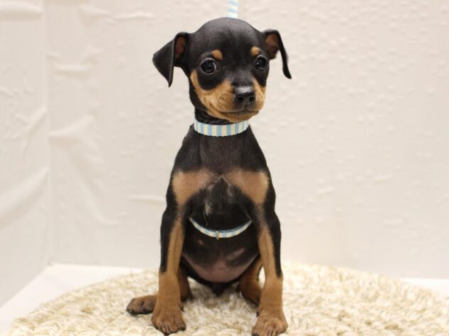 兵庫県のミニチュアピンシャー (ペット・プラザ アミーゴ神戸灘店/2025年11月23日生まれ/女の子/ブラックタン)の子犬の1枚目の画像