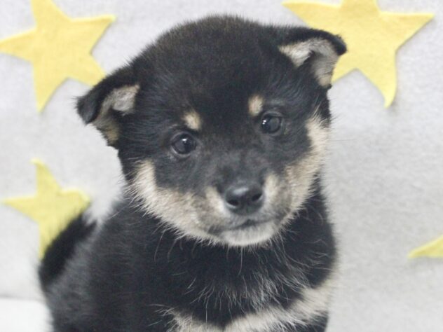 愛媛県の柴犬(標準サイズ) (アミーゴ新居浜店/2025年12月22日生まれ/男の子/黒)の子犬の1枚目の画像