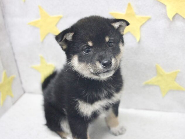 愛媛県の柴犬(標準サイズ) (アミーゴ新居浜店/2025年12月22日生まれ/男の子/黒)の子犬の2枚目の画像