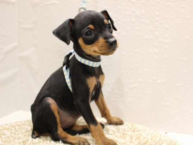 兵庫県のミニチュアピンシャー (ペット・プラザ アミーゴ神戸灘店/2025年11月23日生まれ/女の子/ブラックタン)の子犬の2枚目の画像