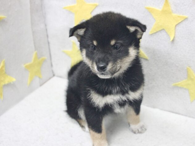 愛媛県の柴犬(標準サイズ) (アミーゴ新居浜店/2025年12月22日生まれ/男の子/黒)の子犬の3枚目の画像