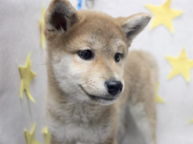 愛媛県の柴犬(標準サイズ) (アミーゴ新居浜店/2025年11月27日生まれ/女の子/赤)の子犬の2枚目の画像