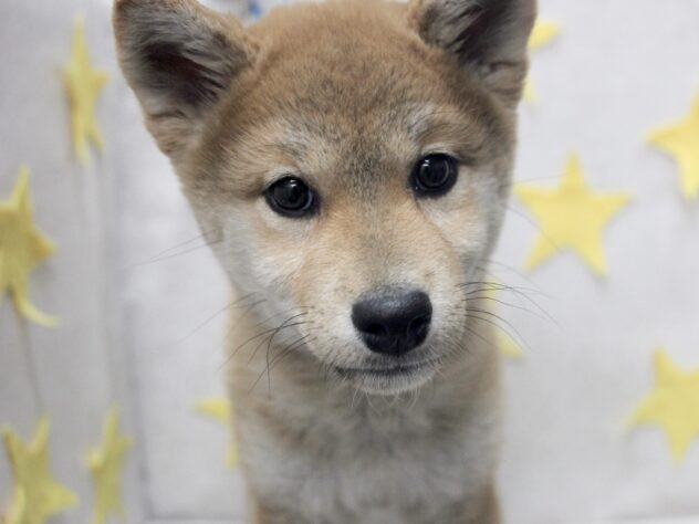 愛媛県の柴犬(標準サイズ) (アミーゴ新居浜店/2025年11月27日生まれ/女の子/赤)の子犬の1枚目の画像