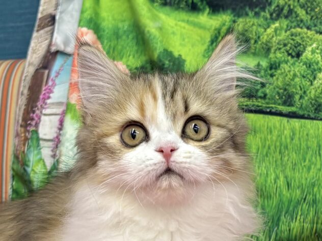 和歌山県のサイベリアン (アミーゴ和歌山太田店/2025年11月20日生まれ/女の子/キャリコ)の子猫の1枚目の画像