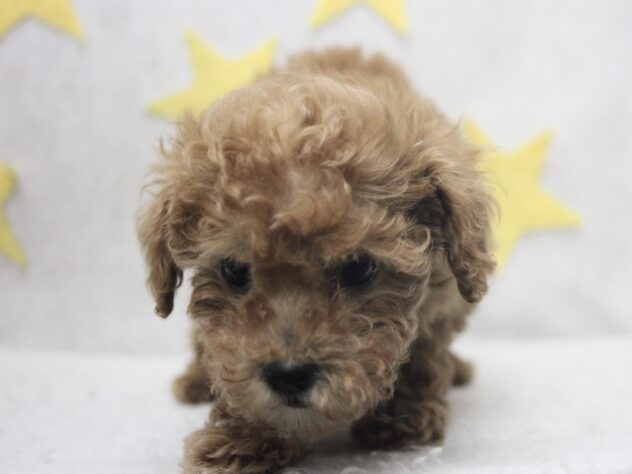 愛媛県のトイプードル(トイ) (アミーゴ新居浜店/2025年12月25日生まれ/女の子/レッド)の子犬の3枚目の画像