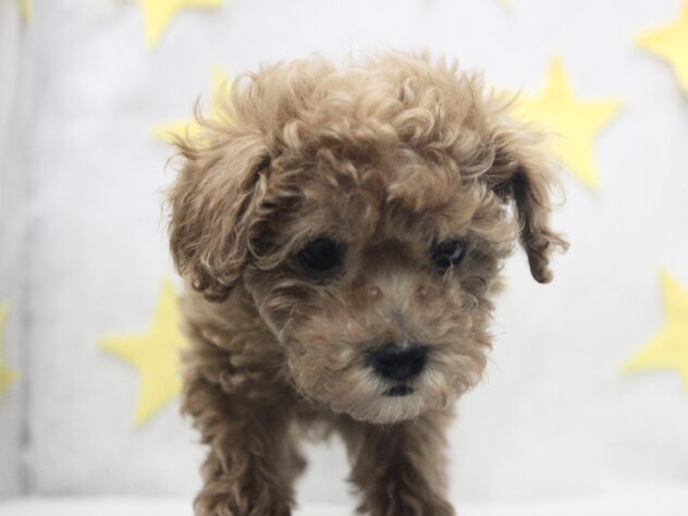 愛媛県のトイプードル(トイ) (アミーゴ新居浜店/2025年12月25日生まれ/女の子/レッド)の子犬の2枚目の画像