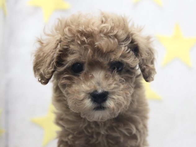 愛媛県のトイプードル(トイ) (アミーゴ新居浜店/2025年12月25日生まれ/女の子/レッド)の子犬の1枚目の画像