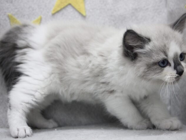 愛媛県のラグドール (アミーゴ新居浜店/2025年12月29日生まれ/男の子/シールポイントバイカラー)の子猫の3枚目の画像