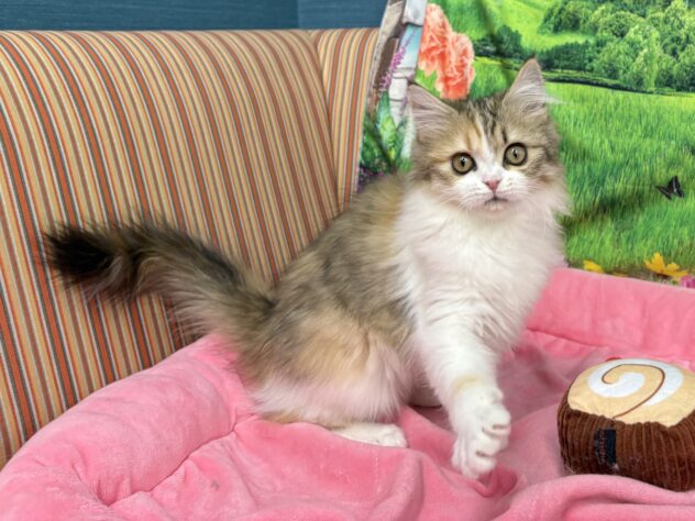和歌山県のサイベリアン (アミーゴ和歌山太田店/2025年11月20日生まれ/女の子/キャリコ)の子猫の4枚目の画像