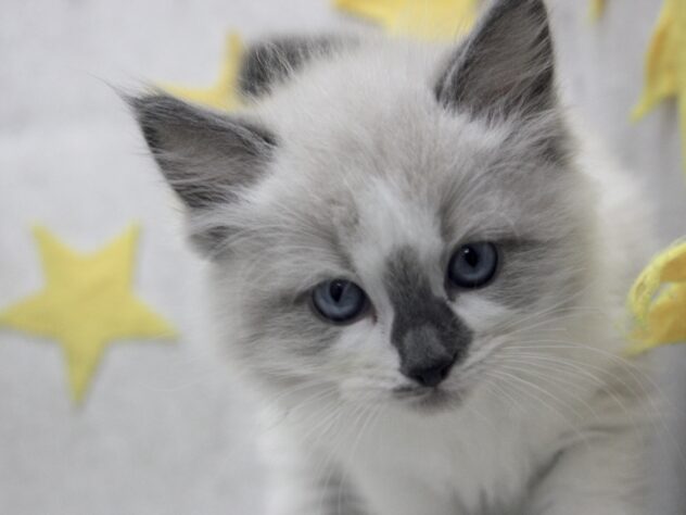 愛媛県のラグドール (アミーゴ新居浜店/2025年12月29日生まれ/男の子/シールポイントバイカラー)の子猫の2枚目の画像