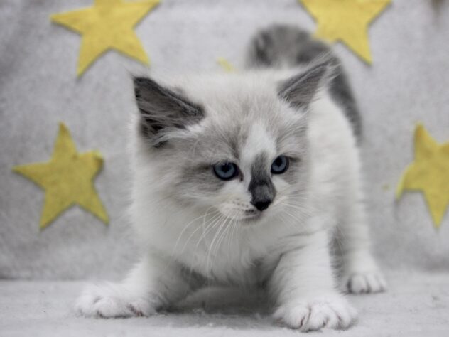 愛媛県のラグドール (アミーゴ新居浜店/2025年12月29日生まれ/男の子/シールポイントバイカラー)の子猫の4枚目の画像