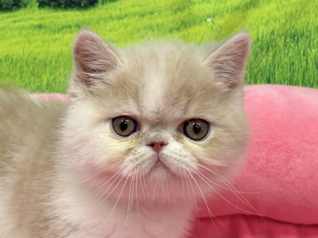 和歌山県のエキゾチックショートヘアー (アミーゴ和歌山太田店/2025年12月29日生まれ/男の子/クリームホワイト)の子猫の1枚目の画像