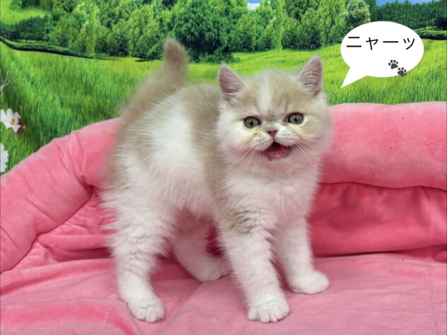 和歌山県のエキゾチックショートヘアー (アミーゴ和歌山太田店/2025年12月29日生まれ/男の子/クリームホワイト)の子猫の3枚目の画像