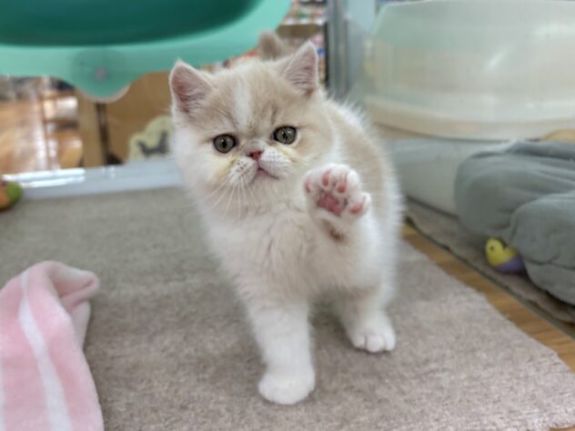 和歌山県のエキゾチックショートヘアー (アミーゴ和歌山太田店/2025年12月29日生まれ/男の子/クリームホワイト)の子猫の2枚目の画像